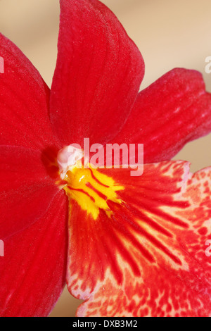 Une orchidée rouge photographié en macro pour afficher le détail de cette belle fleur. Montrant clairement le centre. Banque D'Images