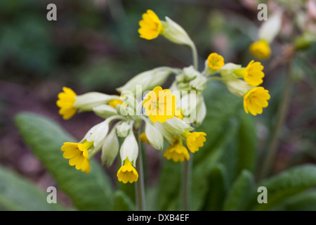 De plus en plus dans un anglais Cowslips jardin. Banque D'Images