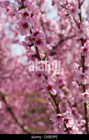 Un champ de nectariniers avec des fleurs au printemps. Banque D'Images