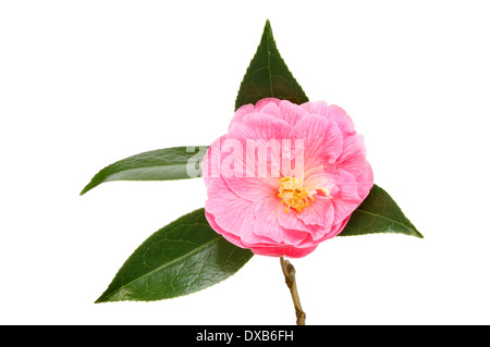 Fleur de camélia Magenta et feuilles isolées contre white Banque D'Images
