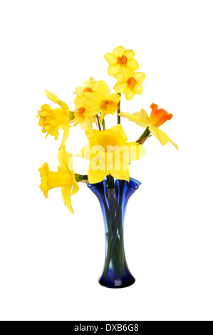La disposition des différentes sortes de fleurs jonquille dans un vase en verre blanc isolé contre Banque D'Images