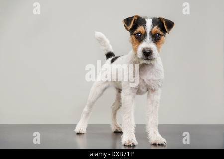 Studio Portrait de Jack Russell Terrier puppy debout, regardant la caméra. Banque D'Images