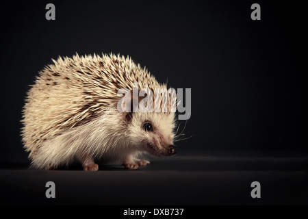 Hedgehog baring teeth à huis clos. Banque D'Images