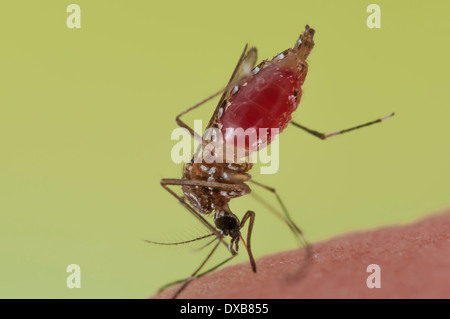 Mordre sur la peau humaine afin de recueillir du sang nécessaire pour faire une eggbatch, transmettant des maladies comme la dengue ou la fièvre jaune dans la présente loi. Banque D'Images