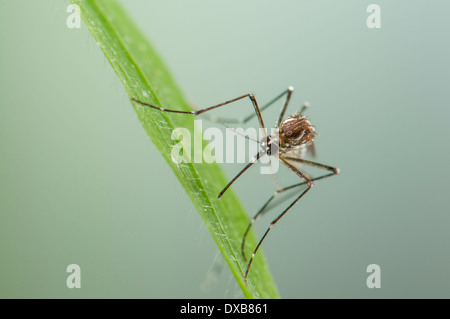 Femelle Aedes aegypti dans la végétation au repos. L'un des plus communs dans le monde entier des espèces de moustiques, espèces envahissantes en Europe par le passé et l'opérateur de la dengue, la fièvre jaune et d'autres maladies. Banque D'Images