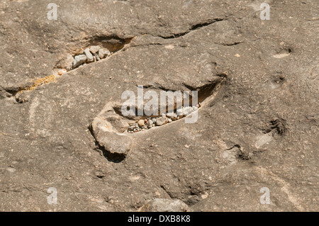 Mentions légales fossilisés laissés sur le fond d'un lagon peu profond par la griffe d'un dinosaure carnivore en nageant. Banque D'Images