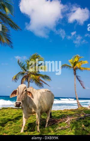 Vache et palmiers sur une plage tropicale des Caraïbes à Capurgana, Colombie Banque D'Images