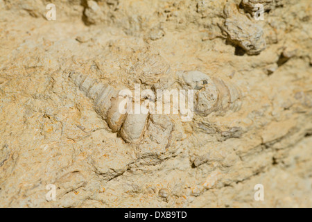 Les escargots marins incorporées dans le récif de corail fossilisé, Sant Sadurní d'Anoia, Espagne Banque D'Images