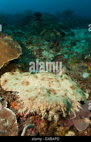 Requin Wobbegong, Mon Reef Dive site, Penemu Island, Raja Ampat, Indonésie Banque D'Images