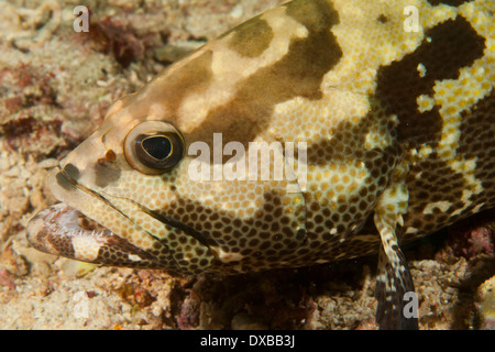 Le mérou géant, aussi appelé morue de roche graisseux , Lalosi Arborex, site de plongée, l'île de Raja Ampat, Indonésie Banque D'Images