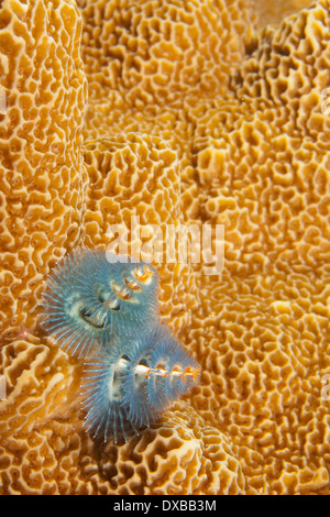 Ver Arbre de Noël sur la barrière de corail, plongée, Arborex Lalosi site de l'Île, Raja Ampat, Indonésie Banque D'Images