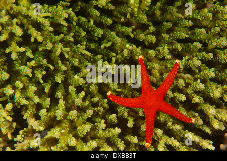 Étoile de mer (étoiles de mer) sur les récifs coralliens, Lalosi Arborex, site de plongée, l'île de Raja Ampat, Indonésie Banque D'Images
