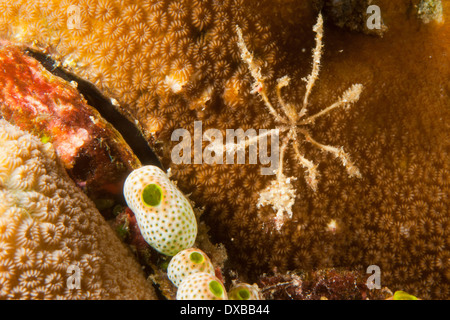 Araignée de mer Pycnogonid , Lalosi Arborex, site de plongée, l'île de Raja Ampat, Indonésie Banque D'Images