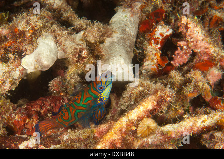 Mandarinfish, Synchiropus splendidus, Raja Ampat, Indonésie Banque D'Images