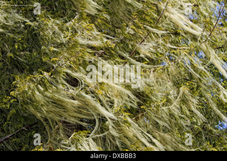 Le lichen blowing in wind sur arbre. Banque D'Images