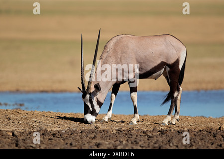 Antilope gemsbok (Oryx gazella) à un point d'eau, désert du Kalahari, Afrique du Sud Banque D'Images