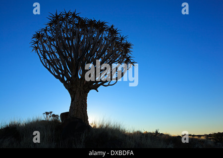 Silhouette d'un carquois arbres (Aloe dichotoma) au coucher du soleil, la Namibie, l'Afrique du Sud Banque D'Images