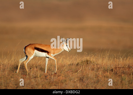 Le Springbok (Antidorcas marsupialis) antilope balade dans les prairies, Afrique du Sud Banque D'Images