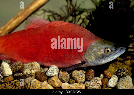 Homme du kokani (Oncorhynchus nerka) dans la conception de couleurs sur les frayères dans l'embranchement nord de la rivière Payette, ID. Banque D'Images