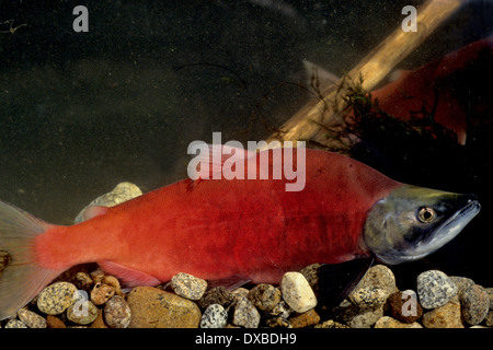 Homme du kokani (Oncorhynchus nerka) dans la conception de couleurs sur les frayères dans l'embranchement nord de la rivière Payette, ID. Banque D'Images