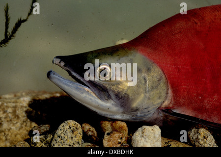 Homme du kokani (Oncorhynchus nerka) dans la conception de couleurs sur les frayères dans l'embranchement nord de la rivière Payette, ID. Banque D'Images