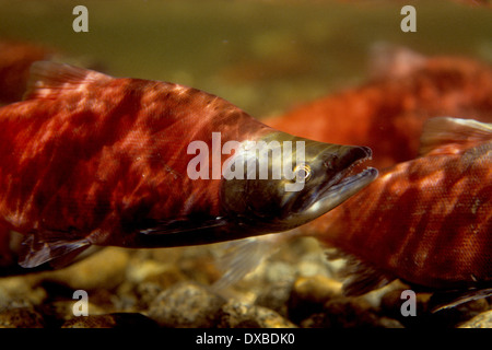 Le kokani (Oncorhynchus nerka) dans la conception de couleurs sur les frayères dans l'embranchement nord de la rivière Payette, ID. Banque D'Images