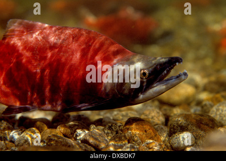 Homme du kokani (Oncorhynchus nerka) dans la conception de couleurs sur les frayères dans l'embranchement nord de la rivière Payette, ID. Banque D'Images