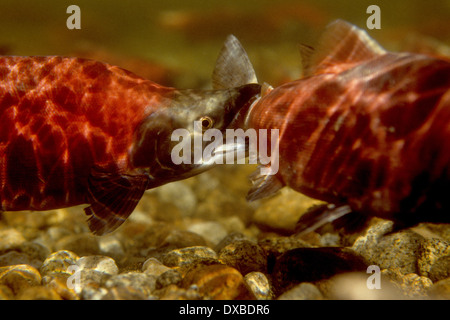 Les mâles du kokani (Oncorhynchus nerka) dans la conception de couleurs sur les frayères dans l'embranchement nord de la rivière Payette, ID. Banque D'Images