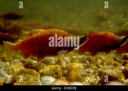 Les mâles du kokani (Oncorhynchus nerka) dans la conception de couleurs sur les frayères dans l'embranchement nord de la rivière Payette, ID. Banque D'Images