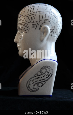 Creamic la phrénologie modèle tête Banque D'Images