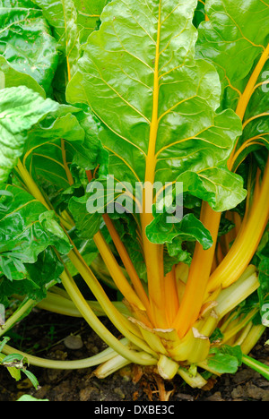 Beta vulgaris var. cicla flavescens Banque D'Images