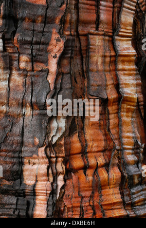 Sequoiadendron giganteum Banque D'Images