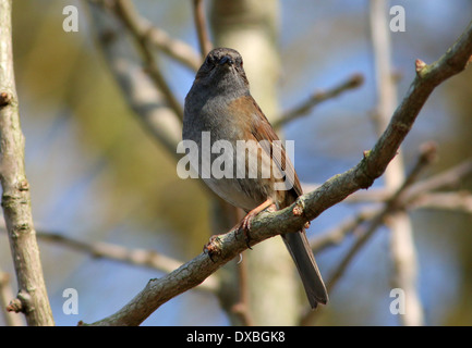 Nid (Prunella modularis, aka Hedge Accentor) posant sur une branche Banque D'Images