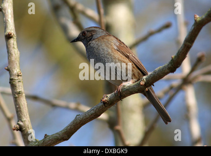 Nid (Prunella modularis, aka Hedge Accentor) posant sur une branche Banque D'Images