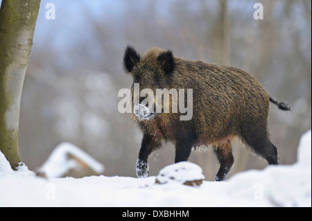 Le sanglier Banque D'Images