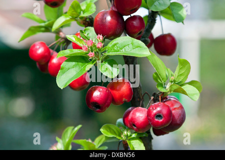 Malus floribunda, nom commun Japanese flowering crabapple. Banque D'Images