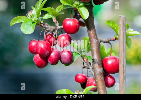 Malus floribunda, nom commun Japanese flowering crabapple. Banque D'Images