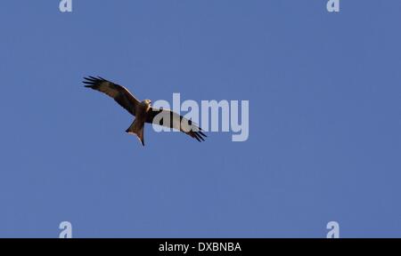 Harrogate North Yorkshire, UK 23 mars 2014 un milan royal (Milvus milvus) survole la pinède, près de la RHS Gardens Harlow Carr à la périphérie de Harrogate.Le cerf-volant rouge ambre a cause de son déclin historique. En même temps limité aux pays de Galles un régime de réintroduction a vu nombre augmentant dans tout le Royaume-Uni, et il y a maintenant environ 2600 couples Crédit : John Fryer/Alamy Live News Banque D'Images