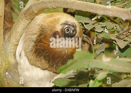 Deux doigts de Linné, paresseux ou le sud deux-toed Sloth (Choloepus didactylus) libre dans l'habitat des forêts tropicales Banque D'Images