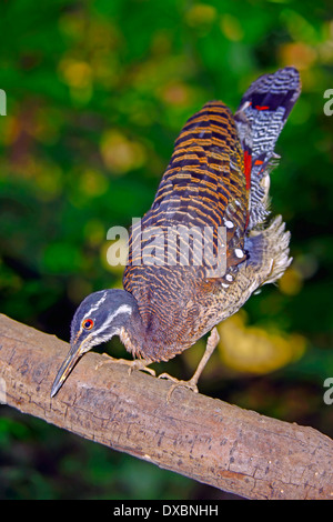 Sunbittern (Eurypyga helias) début de l'affichage d'une saison de reproduction Banque D'Images