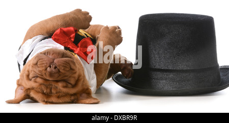 Chiot mignon - Dogue de Bordeaux puppy wearing tuxedo fixant dormir à côté tophat Banque D'Images