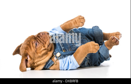 Chiot mâle - Dogue de Bordeaux portant salopette mignon isolé sur fond blanc Banque D'Images