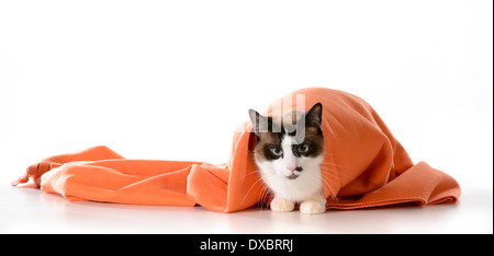 Cat se cachant sous des capots - ragdoll assis sous couverture orange sur fond blanc - mâle Banque D'Images