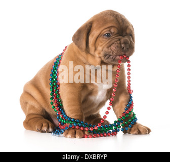 Chiot femelle - Dogue de Bordeaux avec collier dans sa bouche isolé sur fond blanc Banque D'Images