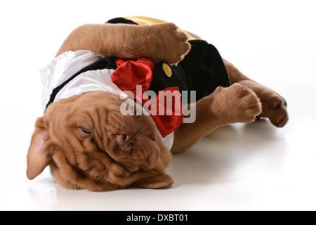 Fatigué - chiot dogue de Bordeaux portant tuxedo fixant dormir isolé sur fond blanc Banque D'Images