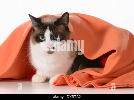 Cat se cachant sous des capots - ragdoll assis sous couverture orange sur fond blanc - mâle Banque D'Images