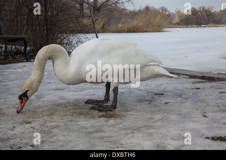 Cygne muet en quête de nourriture près de le lac gelé à Prospect Park, Brooklyn, New York. Banque D'Images