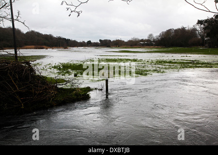 Inondations en Fontley-Titchfield rivière Meon, Hampshire, Angleterre - Février 2014 Banque D'Images