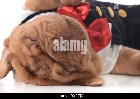 Chiot mignon - Dogue de Bordeaux puppy wearing tuxedo fixant sleeping Banque D'Images