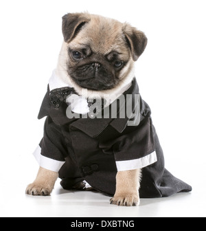 Chien formelle - pug wearing tuxedo isolé sur fond blanc Banque D'Images